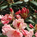 Rhododendron hybride 'Virginia Richards'